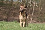 BERGER ALLEMAND 1247
